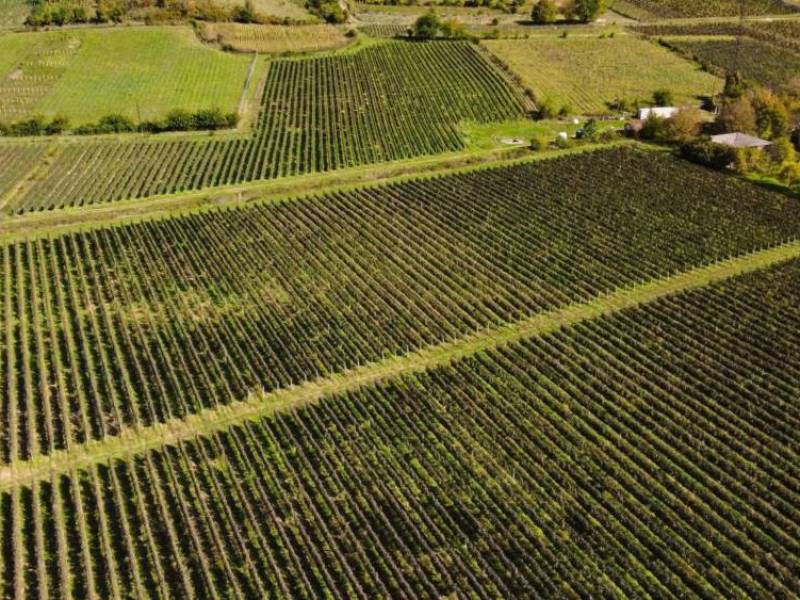 ვენახების საკადასტრო მონაცემების განახლება სავალდებულოა ვენახის მესაკუთრის ცვლილების, ვენახის გაშენების, არენდით გადაცემის და სხვა ცვლილებების შემთხვევაში